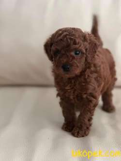 Toy Poodle Mini Boy 2