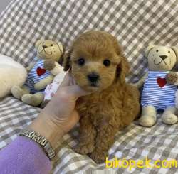Toy Poodle Mini Boy Sevimli Bebekler 4