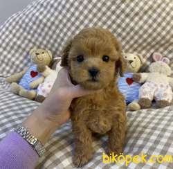 Toy Poodle Mini Boy Sevimli Bebekler 2