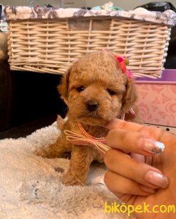 Toy Poodle Mini Boy Yavrular 3