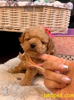 Toy Poodle Mini Boy Yavrular 4