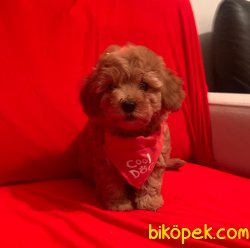 Toy Poodle Mini Boy Yavrular 2