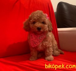 Toy Poodle Mini Boy Yavrular 1