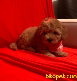 Toy Poodle Mini Boy Yavrular 3