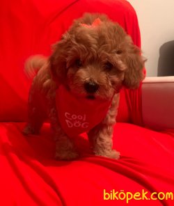 Toy Poodle Mini Boy Yavrular 4
