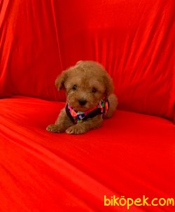 Toy Poodle Mini Boy Yavrular 4