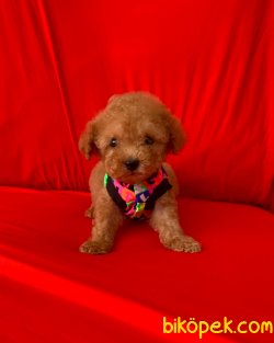 Toy Poodle Mini Boy Yavrular 2