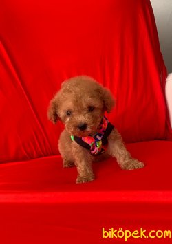 Toy Poodle Mini Boy Yavrular 1