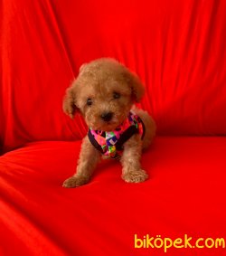 Toy Poodle Mini Boy Yavrular 3