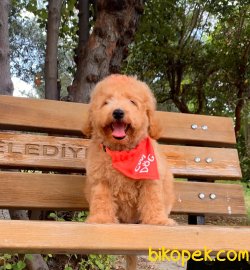 Toy Poodle Mini Boy Yavrular 1