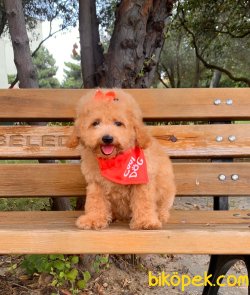 Toy Poodle Mini Boy Yavrular 4