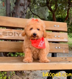 Toy Poodle Mini Boy Yavrular 3