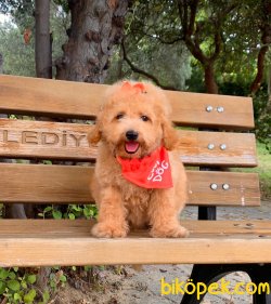 Toy Poodle Mini Boy Yavrular 2