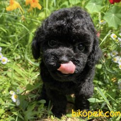 Black Nadir Renk Toy Boy Poodle Yavrular 3