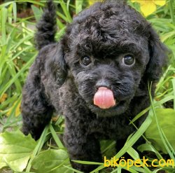 Black Nadir Renk Toy Boy Poodle Yavrular 2