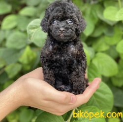 Black Nadir Renk Toy Boy Poodle Yavrular 1