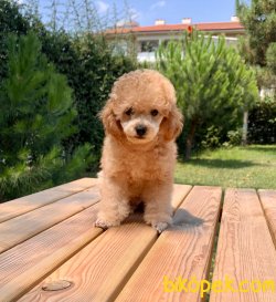 Toy Poodle Mini Boy Yavrular 2