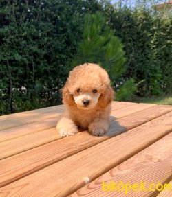 Toy Poodle Mini Boy Yavrular 1