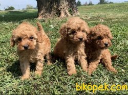 Toy Poodle Mini Boy Yavrular 2