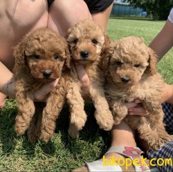Toy Poodle Mini Boy Yavrular 1