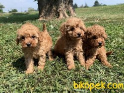 Toy Poodle Mini Boy Yavrular 3