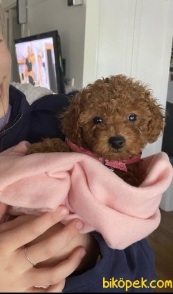 Toy Poodle Mini Boy Yavrular 1