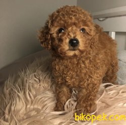 Toy Poodle Mini Boy Yavrular 3