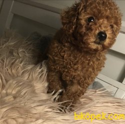 Toy Poodle Mini Boy Yavrular 2