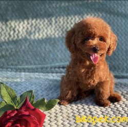 Toy Poodle Mini Boy Yavrular 2