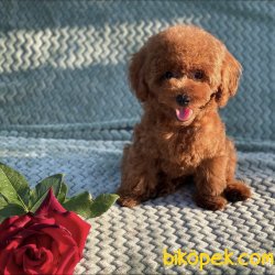 Toy Poodle Mini Boy Yavrular 1