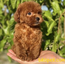 Toy Poodle Mini Boy Yavrular 3