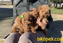 Toy Poodle Mini Boy Yavrular 3