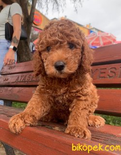 Toy Poodle Mini Boy Yavrular 3
