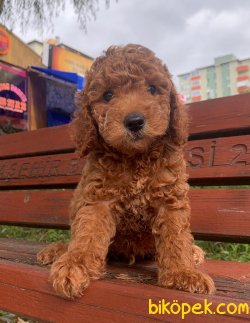 Toy Poodle Mini Boy Yavrular 1
