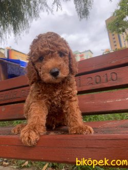 Toy Poodle Mini Boy Yavrular 2