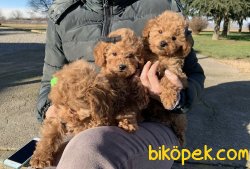 Toy Poodle Mini Boy Yavrular 1