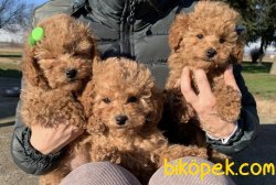 Toy Poodle Mini Boy Yavrular 3