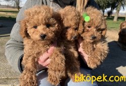 Toy Poodle Mini Boy Yavrular 2