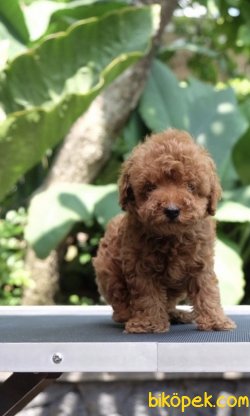 Toy Poodle Mini Boy Yavrular 2