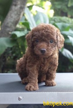 Toy Poodle Mini Boy Yavrular 3