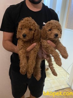 Toy Poodle Mini Boy Yavrular 1