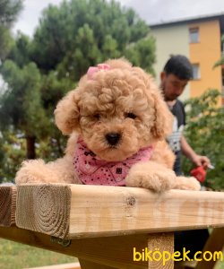 Sevimli Ufacık Toy Boy Poodle 3
