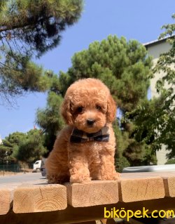 Toy Poodle Mini Boy Yavrular 2