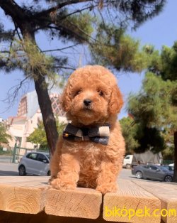 Toy Poodle Mini Boy Yavrular 4