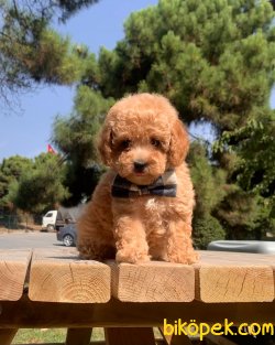 Toy Poodle Mini Boy Yavrular 1