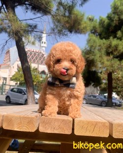 Toy Poodle Mini Boy Yavrular 3