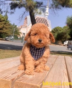 Toy Poodle Mini Boy Yavrular 2