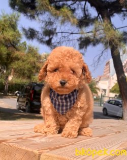 Toy Poodle Mini Boy Yavrular 3