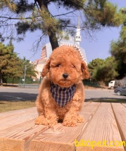 Toy Poodle Mini Boy Yavrular 4