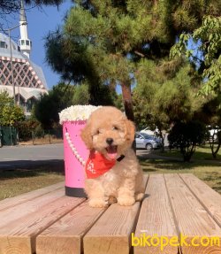 Toy Poodle Mini Boy Yavrular 1